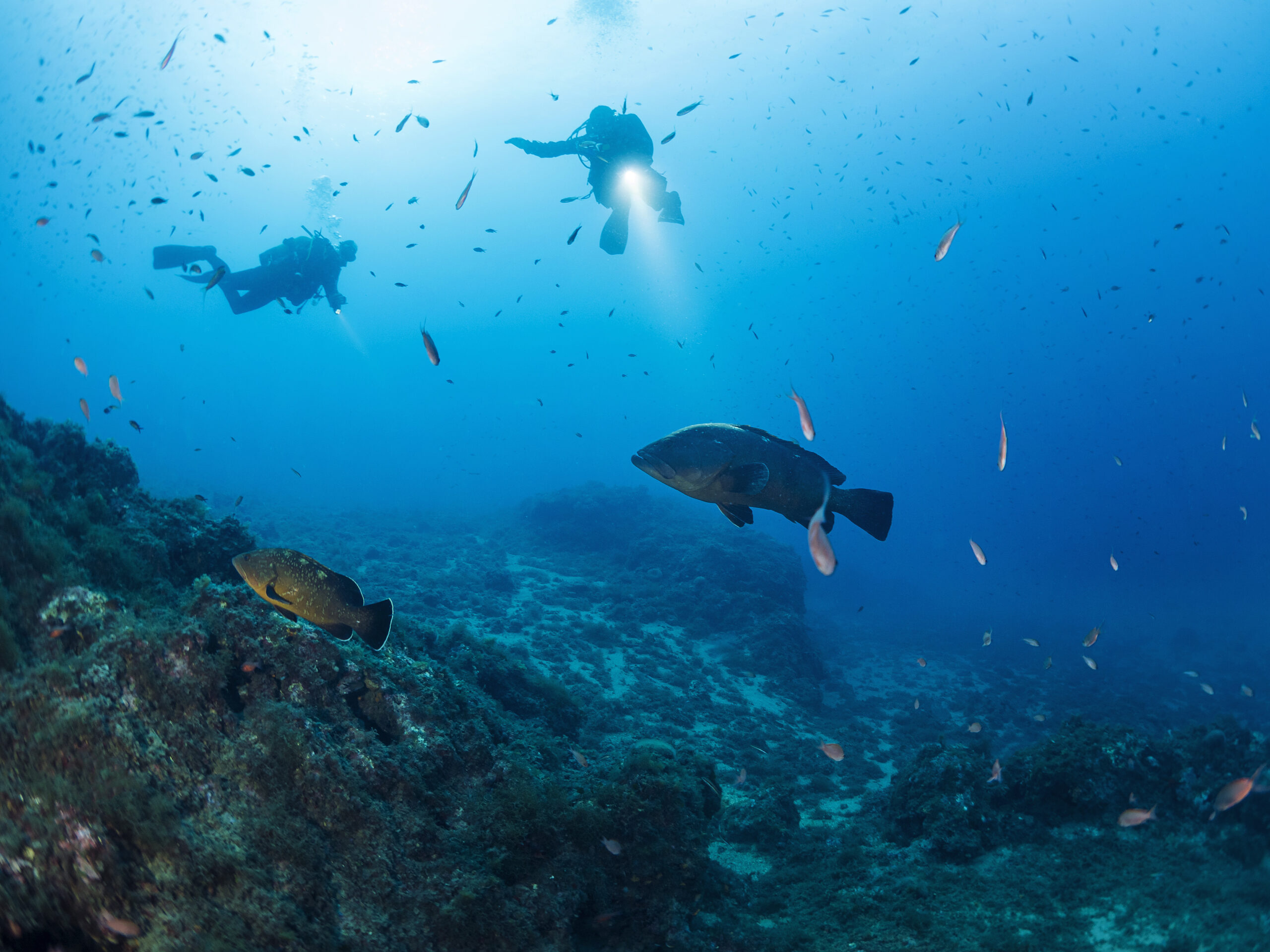 divers with flashlights illuminate grouper fish
