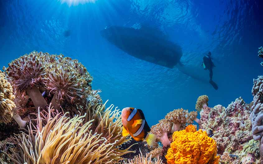 Daily dive trip1