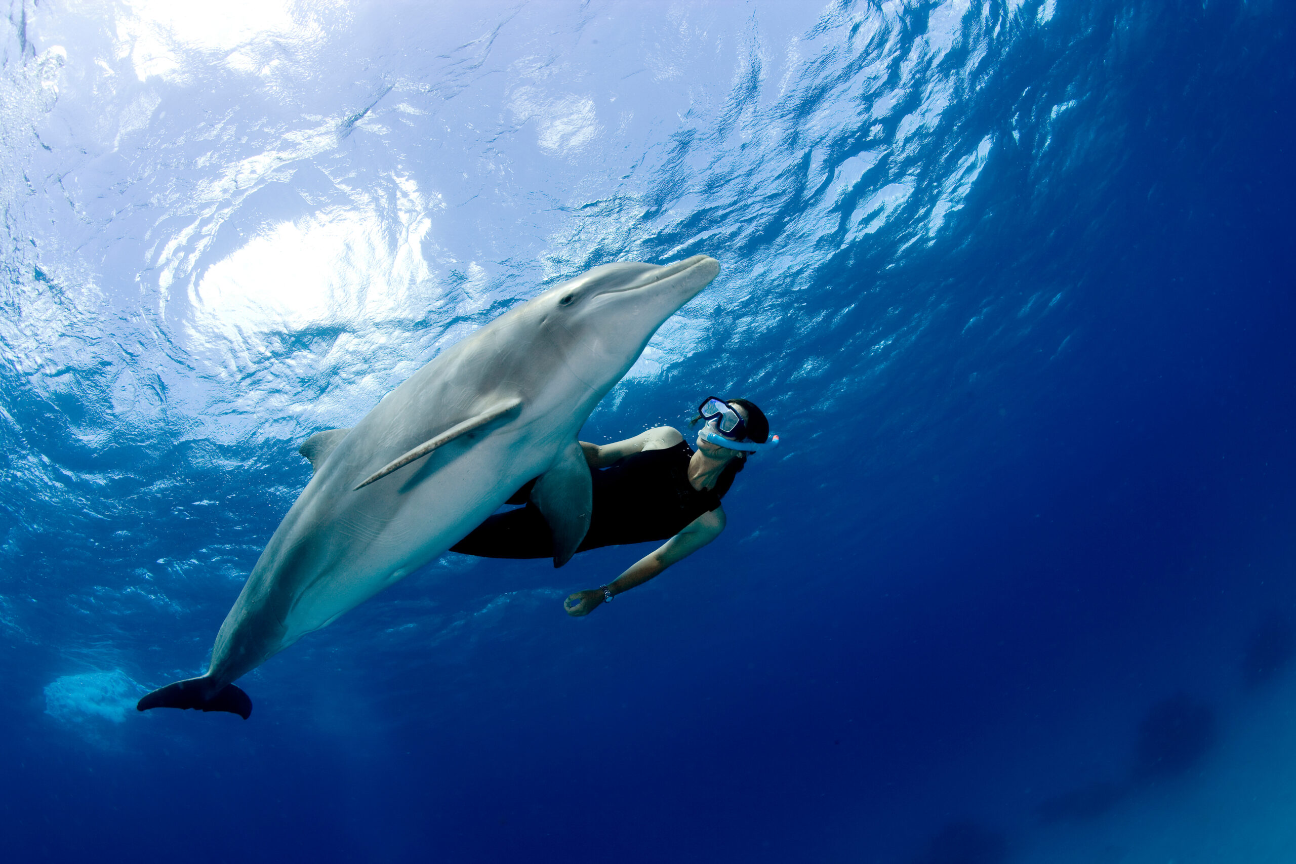 Snorkeler with dolphin.