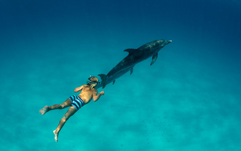 Snorkeling trip with dolphin1_