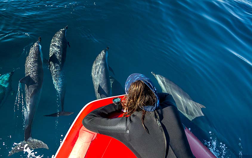 Snorkeling trip with dolphin2